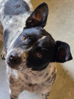 Dotty -  Australian Cattle Dog Blue Heeler Dog for Adoption in Bolivar, Missouri - Dotty | PetCurious