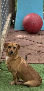 Dachshund and Chihuahua Dogs Available for Adoption in Leavenworth, Kansas - Skippy | PetCurious