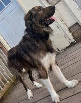 Spikey -  Mixed Breed Dog for Adoption in Leavenworth, Kansas - Spikey | PetCurious