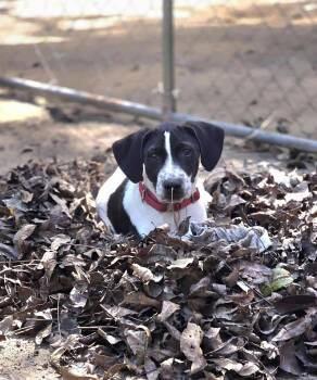 Rescue Hound and Pointer Dogs for Adoption in Bonifay, Florida - Dakota | PetCurious