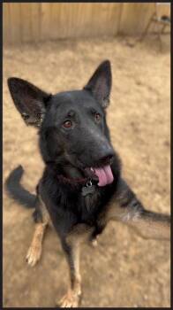 German Shepherd Dog Dogs Available for Adoption in Baltimore, Maryland - Berkeley | PetCurious