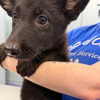 Fairy -  German Shepherd Dog Dog for Adoption in Greensboro, North Carolina - Fairy | PetCurious