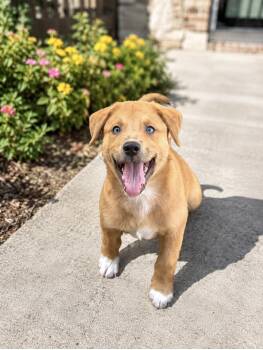 Caramel -  Cattle Dog and Shepherd Dog for Adoption in Euless, Texas - Caramel | PetCurious