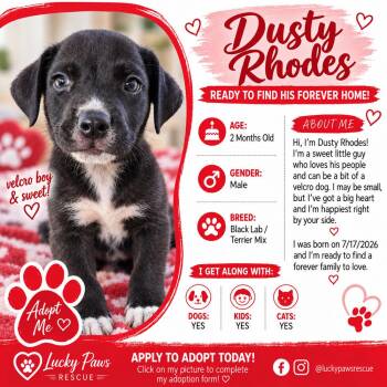Dusty Rhodes -  Labrador Retriever Dog for Adoption in Oswego, South Carolina - Dusty Rhodes | PetCurious