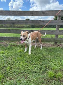 Gary -  Pit Bull Terrier Dog for Adoption in Wauchula, Florida - Gary | PetCurious