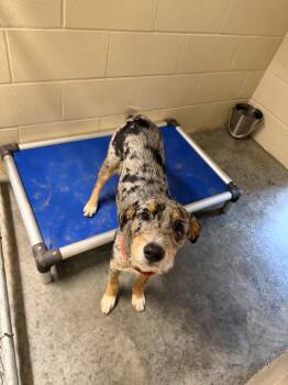 Marker -  Australian Shepherd Dog for Adoption in Boonville, Missouri - Marker | PetCurious