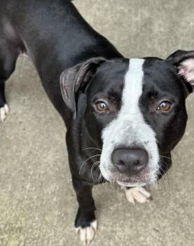 Graceland -  Pit Bull Terrier Dog for Adoption in Chicago, Illinois - Graceland | PetCurious