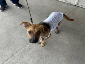 Rescue German Shepherd Dog Dogs for Adoption in Conroe, Texas - GREER | PetCurious