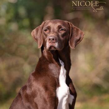 Rescue Chocolate Labrador Retriever Dogs for Adoption in Henderson, Kentucky - Daisy | PetCurious