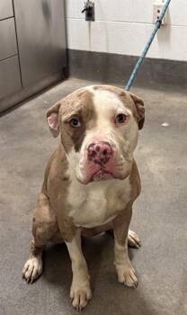 CZECH -  Pit Bull Terrier and Mixed Breed Dog for Adoption - CZECH | PetCurious