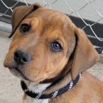 Rotini -  Mixed Breed Dog for Adoption in Las Cruces, New Mexico - Rotini | PetCurious