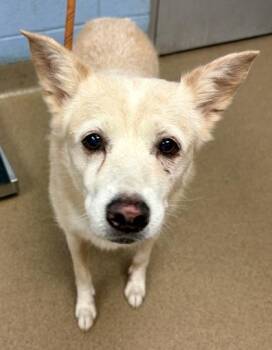 Sheila -  Mixed Breed Dog for Adoption in Chamblee, Georgia - Sheila | PetCurious