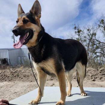 Rescue German Shepherd Dog Dogs for Adoption in Weatherford, Texas - KIA | PetCurious