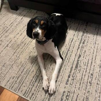 Mayci -  Black And Tan Coonhound Dog for Adoption in Normal, Illinois - Mayci | PetCurious