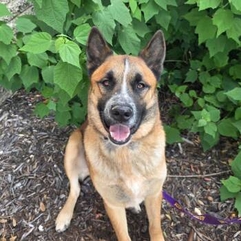 Dakota JuM -  Akita and Anatolian Shepherd Dog for Adoption in Austin, Texas - Dakota JuM | PetCurious