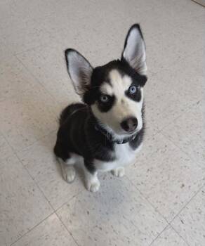 Husky Dogs Available for Adoption - Mila | PetCurious