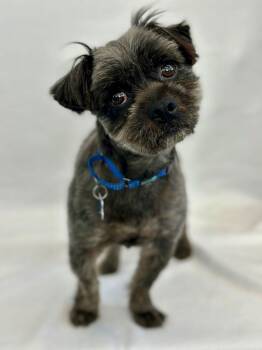 Shih Tzu Dogs Available for Adoption - Hashtag | PetCurious