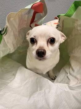 Chihuahua Dogs Available for Adoption in Killeen, Texas - TITO | PetCurious