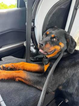 Fancy -  Rottweiler Dog for Adoption in Saratoga Springs, New York - Fancy | PetCurious