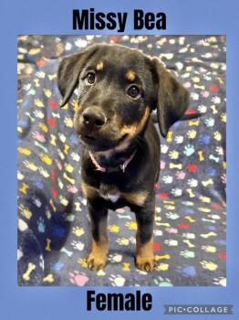 Rescue Rottweiler Dogs for Adoption in Manchester, Connecticut - Missy Bea | PetCurious