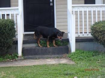 Rottweiler Dogs Available for Adoption - KODAH | PetCurious