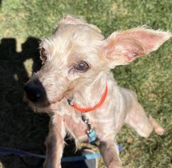 Sadie -  Poodle Dog for Adoption in Golden, Colorado - Sadie | PetCurious