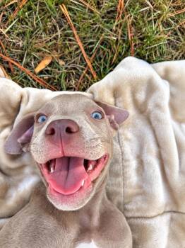 McNugget (2026) -  Pit Bull Terrier and Mixed Breed Dog for Adoption - McNugget (2026) | PetCurious