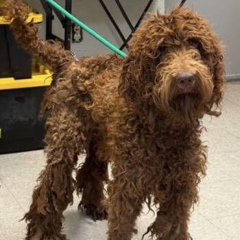 Outcast -  Poodle and Mixed Breed Dog for Adoption in Baton Rouge, Louisiana - Outcast | PetCurious