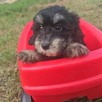 Story -  Mixed Breed Dog for Adoption in Jarrettsville, Maryland - Story | PetCurious