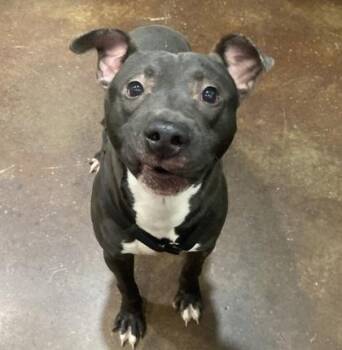 Rocco Blu -  Mixed Breed Dog for Adoption in Cincinnati, Ohio - Rocco Blu | PetCurious