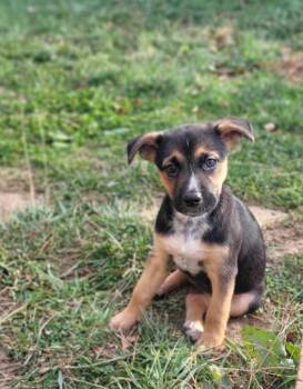 Rescue Hound Dogs for Adoption in Bloomington, Indiana - Uranus | PetCurious