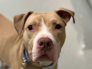 American Staffordshire Terrier Dogs Available for Adoption in New York, New York - Zeuski | PetCurious