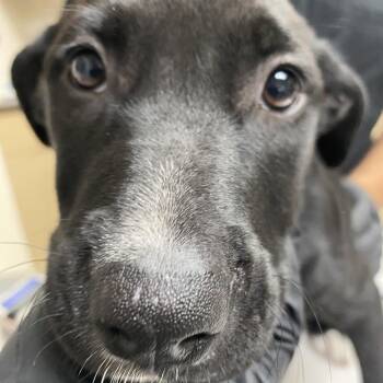 France -  Catahoula Leopard Dog and Australian Shepherd Dog for Adoption in Lakeland, Florida - France | PetCurious