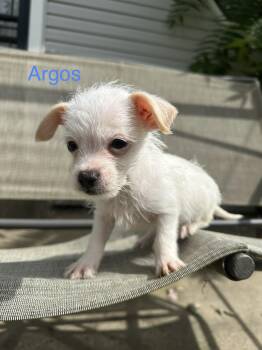 Argos -  Chihuahua Dog for Adoption in Russiaville, Indiana - Argos | PetCurious