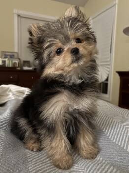 Yorkshire Terrier and Pomeranian Dogs Available for Adoption - Melody | PetCurious