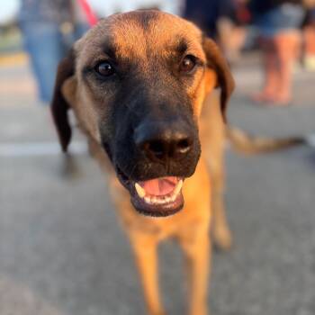 Willie -  Shepherd and Mixed Breed Dog for Adoption in Rochester, Minnesota - Willie | PetCurious