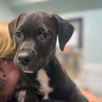 Traveler -  Pit Bull Terrier and American Bulldog Dog for Adoption in Pinellas Park, Florida - Traveler | PetCurious