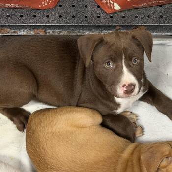 Mixed Breed Dogs Available for Adoption - Sarah | PetCurious