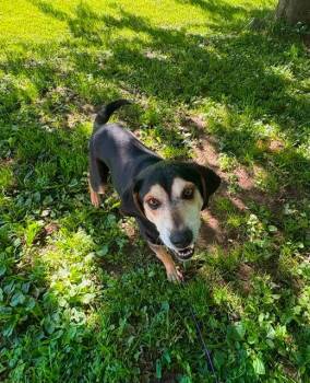 Johnny -  Foxhound Dog for Adoption in East Amherst, New York - Johnny | PetCurious
