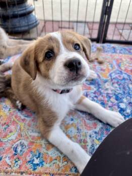 Australian Shepherd and Hound Dogs Available for Adoption - REESE | PetCurious