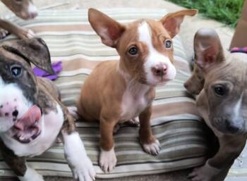 Justin -  Terrier Dog for Adoption in Aurora, Illinois - Justin | PetCurious