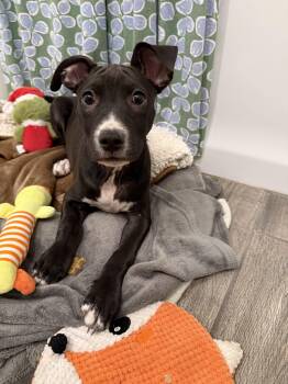 Marca -  Pit Bull Terrier Dog Available for Adoption in Peoria, Arizona - Marca | PetCurious