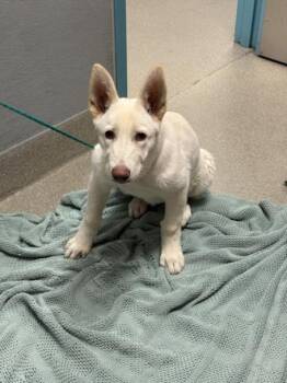 CHANEL -  Husky Dog Available for Adoption in Las Vegas, Nevada - CHANEL | PetCurious