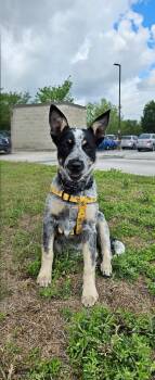 Australian Cattle Dog Blue Heeler Dogs Available for Adoption in Pflugerville, Texas - Pongo | PetCurious