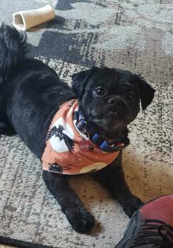 Rescue Shih Tzu Dogs for Adoption in Jefferson City, Missouri - Archie | PetCurious