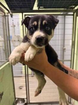 Husky and Mixed Breed Dogs Available for Adoption in Morristown, New Jersey - Telluride | PetCurious