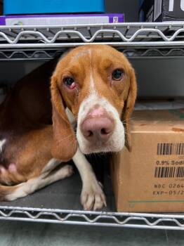 Elroy -  Beagle Dog for Adoption in Danielsville, Georgia - Elroy | PetCurious