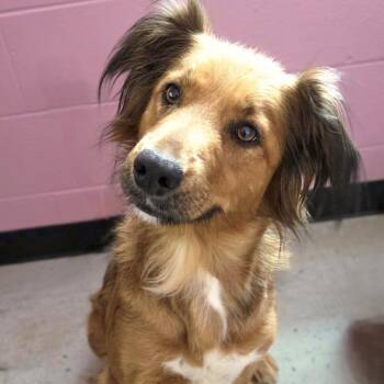 Golden Retriever and Shepherd Dogs Available for Adoption in Franklin, North Carolina - Minnow | PetCurious