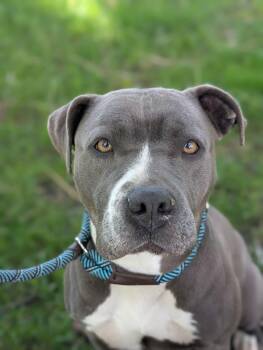 Pit Bull Terrier Dogs Available for Adoption in Chicago, Illinois - Mindy | PetCurious