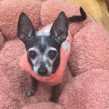 Tiki -  Chihuahua Dog for Adoption in Rensselaer, New York - Tiki | PetCurious